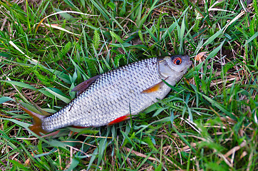 Image showing Fish roach (Rutilus rutilus) lies on the grass close up