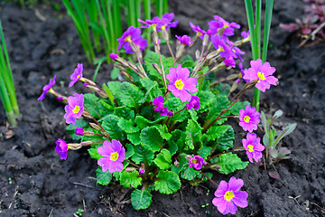 Image showing Blooming purple primrose in a flowerbed in spring