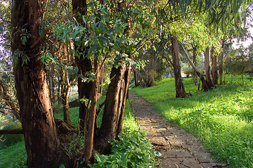 Image showing The Tree Path