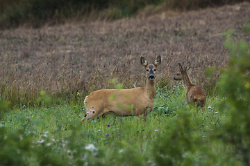 Image showing deer