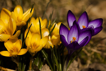 Image showing crocus