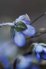 Image showing blue anemone