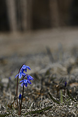 Image showing scilla