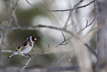 Image showing goldfinch