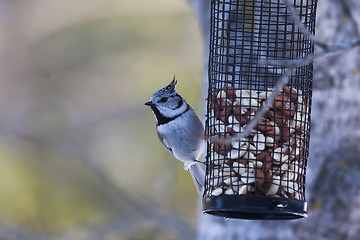 Image showing european crested tit