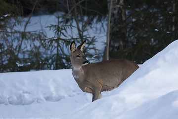 Image showing roe on the way