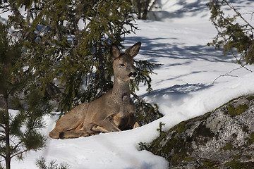 Image showing tired roe