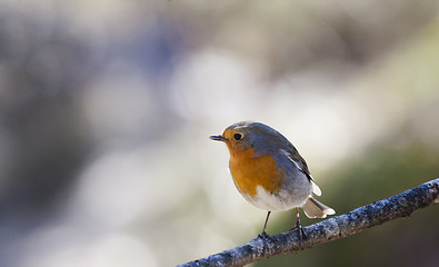 Image showing robin