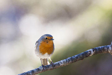 Image showing robin