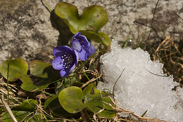 Image showing snowed in