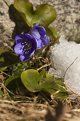 Image showing blue anemones