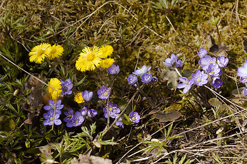 Image showing spring flowers