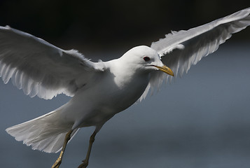 Image showing wingspan