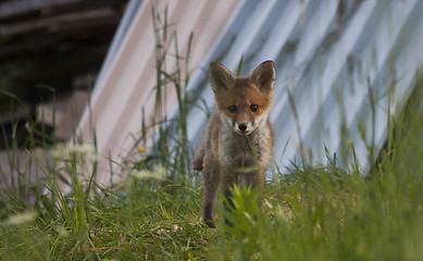 Image showing foxcub