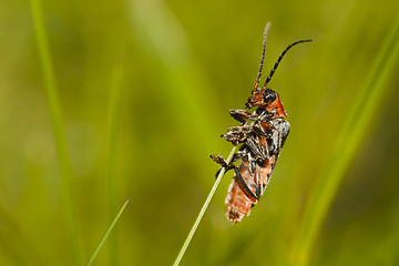 Image showing soldier beetle