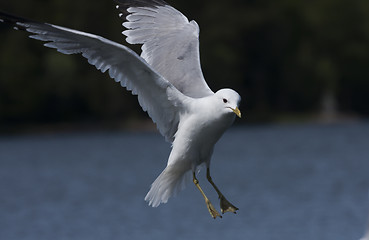 Image showing landing