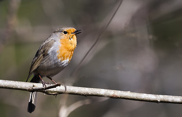 Image showing robin