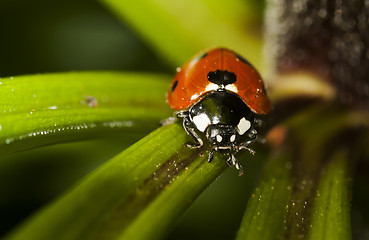 Image showing lady bird