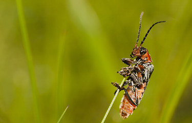 Image showing soldier beetle