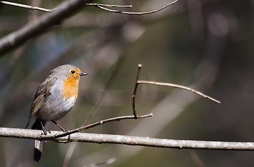 Image showing robin