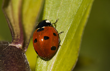 Image showing lady bug