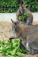 Image showing grazzing Red-necked Wallaby