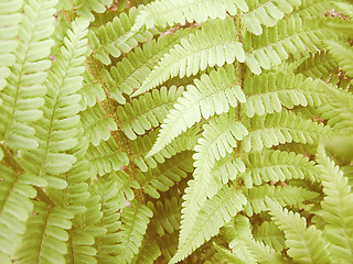 Image showing Retro looking Fern picture