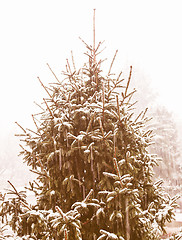 Image showing Retro looking Pine tree