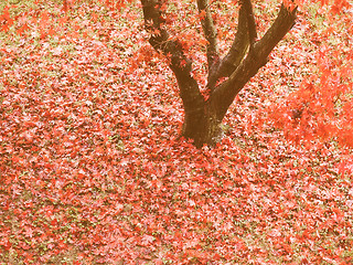 Image showing Retro looking Canarian maple tree