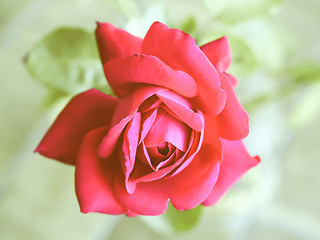 Image showing Retro looking Rose picture