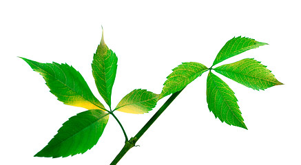 Image showing Green twig of grapes leaves (Parthenocissus quinquefolia foliage