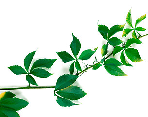 Image showing Branch of green grapes leaves on white