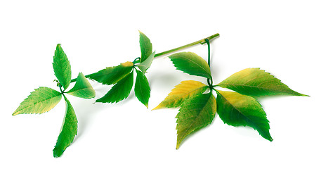 Image showing Multicolor grapes leaves 