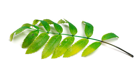 Image showing Rowan leaves on white background