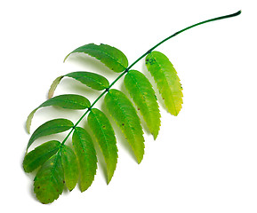 Image showing Green rowan leaves