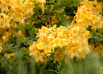 Image showing Yellow azalea, Rhododendron bush in blossom