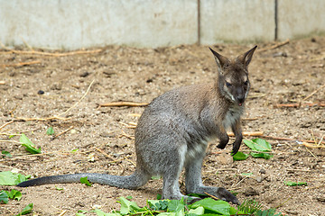 Image showing Red-necked Wallaby baby grazing