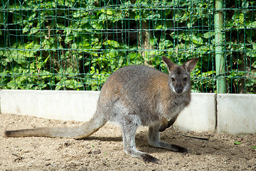 Image showing grazzing Red-necked Wallaby