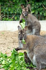 Image showing grazzing Red-necked Wallaby