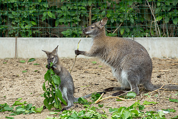 Image showing Red-necked Wallaby baby grazing