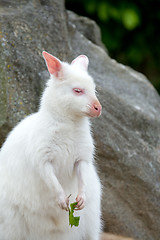 Image showing Closeup of a Red-necked Wallaby white albino female