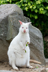 Image showing Closeup of a Red-necked Wallaby white albino female