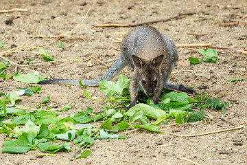 Image showing Red-necked Wallaby baby grazing