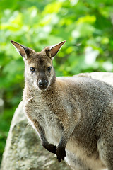 Image showing Closeup of a Red-necked Wallaby