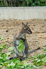 Image showing Red-necked Wallaby baby grazing