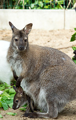 Image showing grazzing Red-necked Wallaby