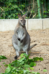 Image showing grazzing Red-necked Wallaby