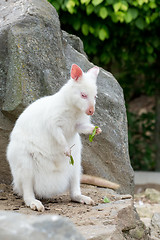 Image showing Closeup of a Red-necked Wallaby white albino female