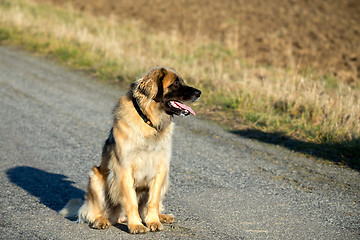 Image showing purebred Leonberger dog outdoors