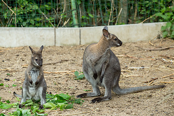 Image showing Red-necked Wallaby baby grazing